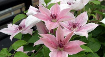 Popis a jemnosti rostoucích odrůd plamének růžové fantazie