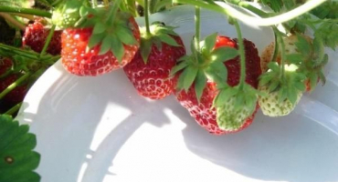 Popis a jemnosti pěstování symfonických jahod