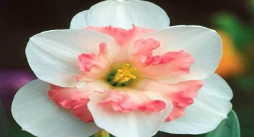 Popis a jemnosti pěstování odrůdy narcisu růžové wonder