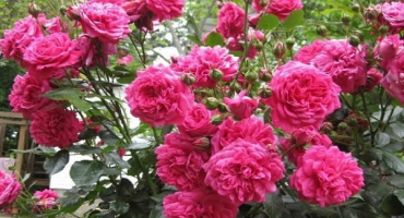 Popis a jemnosti pěstování popínavé růže odrůdy laguna