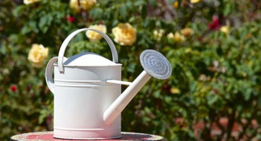 Popis a jemnosti pěstování cirkusových růží