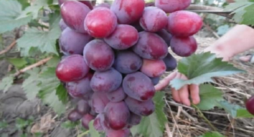 Popis a jemnosti pěstování hroznů everest