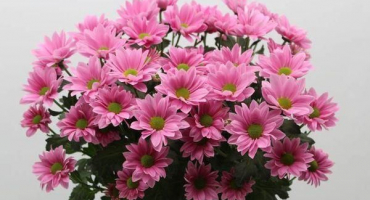 Popis a druhy chryzantémy bacardi, doporučení pro výsadbu a péči