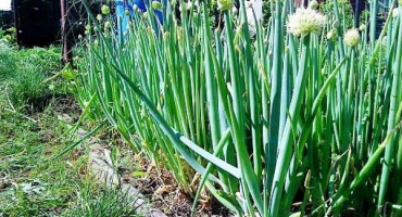 Popis a druhy víceleté cibule, doporučení pro pěstování a péči