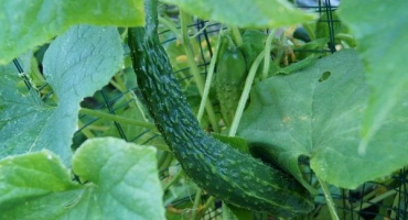 Popis a druhy odrůd čínských okurek, jejich pěstování