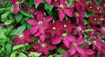 Popis a pěstování odrůd plamének ernest markhem, skupina prořezávání