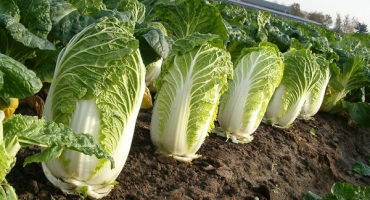 Popis a pěstování nejlepších odrůd pekingského zelí