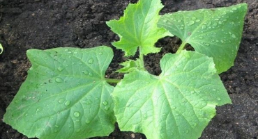 Popis a pěstování odrůd okurek petersburg express f1