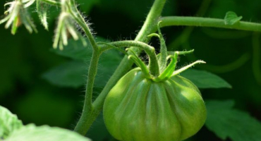 Popis a pěstování rajčat lorraine beauty