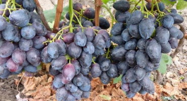 Popis a pěstování odrůd hroznů, klady a zápory a vlastnosti