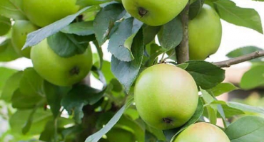 Popis odrůdy jabloní obyvatel sverdlovska, výhody a nevýhody, zrání a plodnost