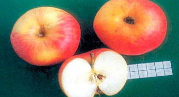 Popis odrůdy jablek uspenskoe a vlastnosti, výhody a nevýhody