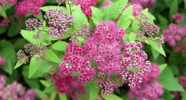 Popis japonské spirea frobeli, jemnosti pěstování a péče