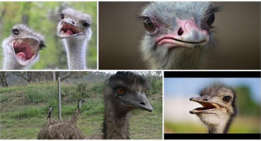 Druhy a popis pštrosů, kde žijí ptáci a jaké plemeno je lepší chovat