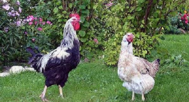 Popis hlučného plemene kuřat yurlovskaya a pravidel údržby