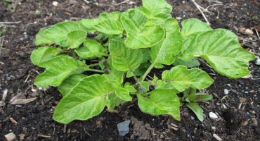 Popis brambor tuleevsky, výsadba a péče