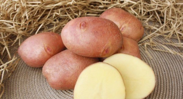 Popis brambor zhuravinka