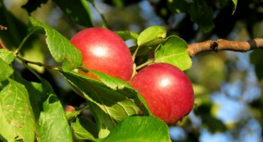 Popis sloupovité jabloně arbat