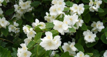 Popis pokojového jasmínu, rozmnožování a pěstování, jak se starat