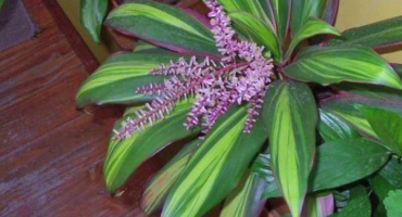 Popis cordilina fruticosis kiwi, reprodukce, výsadba a péče doma