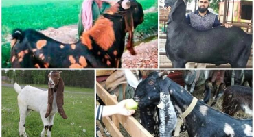 Popis koz camori a jejich údržba, kde koupit a amatérský klub