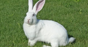 Popis bílých obřích králíků, pravidla držení a křížení