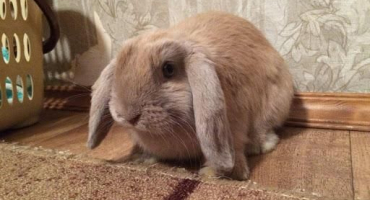 Popis králíků plemene ovčí a chov doma