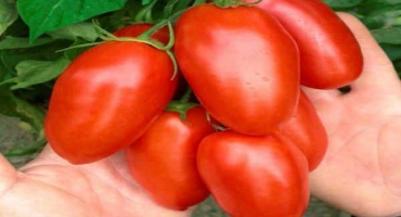 Popis odrůdy velkoplodého rajčat maestro f1, její vlastnosti