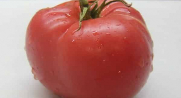 Popis odrůdy velkoplodých rajčat sibiřské shangi