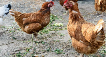 Popis kuřat plemene redbro