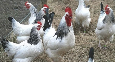 Popis sussex kuřat, pravidla údržby a výživy