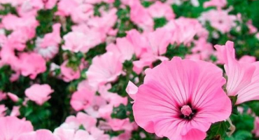 Popis lavatera, rysy pěstování ze semen a péče o sazenice