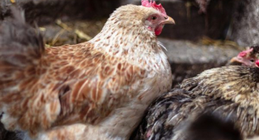 Popis leningradských kuřecích plemen