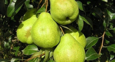 Popis letních, podzimních a zimních hrušek, které je lepší vybrat