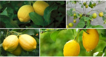 Popis lisabonského citronu, výsadba a péče doma