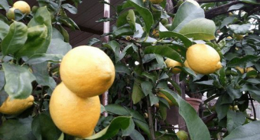 Popis citronu meyer a vlastnosti domácí péče