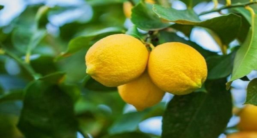 Popis odrůdy citronu novogruzinsky, pravidla výsadby a péče doma