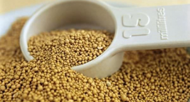 Jak dávat krmné kvasnice pro prasata doma a jejich druhy