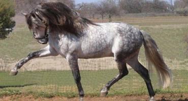 Popis andaluských koní, klady a zápory, jak chovat a cenu