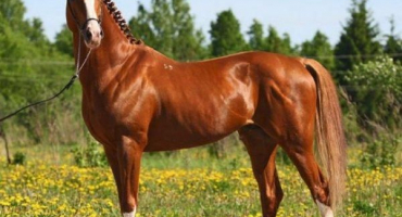 Popis trakénských koní, pravidel údržby a ceny