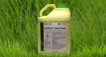 Popis nejlepších herbicidů z bolševníku a pravidla pro léčbu léky