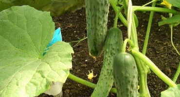 Popis nejlepších odrůd okurek odolných vůči chladu