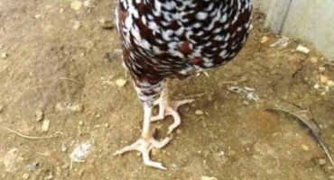 Popis nejlepších léčebných metod a z jakých důvodů kuřata padají na nohy