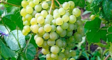 Popis nejlepších mrazuvzdorných odrůd révy vinné a jejich plodových, pěstitelských vlastností