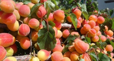 Popis nejlepších odrůd meruněk pro pěstování v leningradské oblasti, výsadbu a péči