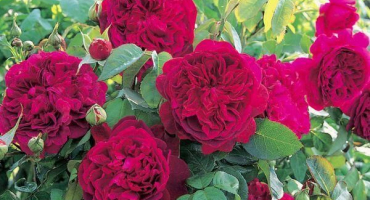 Popis nejlepších odrůd anglických růží, pěstování a péče, reprodukce