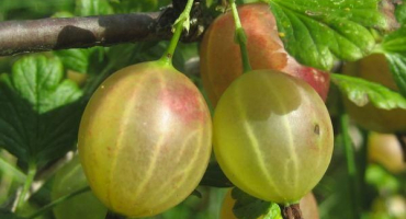 Popis nejlepších odrůd angreštu bez hřebíků pro různé regiony