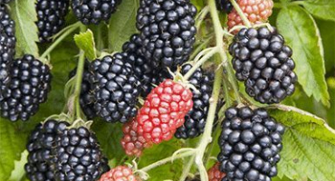 Popis nejlepších odrůd ostružin a funkcí výběru pro různé regiony