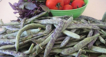 Popis nejlepších odrůd a druhů zelených fazolí s názvy