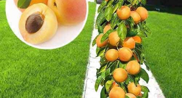 Popis nejlepších odrůd sloupcového meruňkového prince pochodu, hvězdy, výsadby a pravidel péče